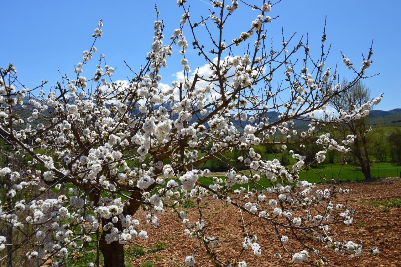 Cortijo Petra Bed and Breakfast Villanueva del Rosario Εξωτερικό φωτογραφία